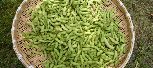 枝豆収穫！