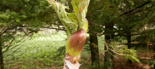 タラの芽